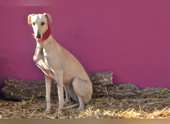 Darf Kiska deine Superheldin sein?