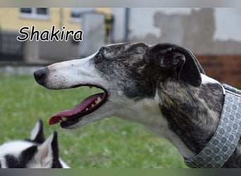 Darf Shakira ihr Glück finden?