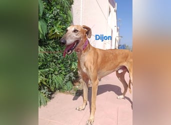 Dijon geb. 08/2023 (in Deutschland) - wunderschöner, umgänglicher Galgo!