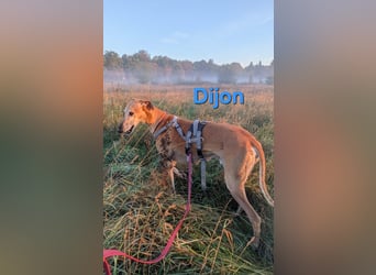 Dijon geb. 08/2023 (in Deutschland) - wunderschöner, umgänglicher Galgo!