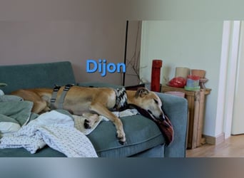 Dijon geb. 08/2023 (in Deutschland) - wunderschöner, umgänglicher Galgo!