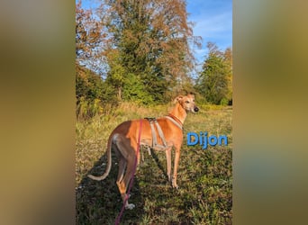Dijon geb. 08/2023 (in Deutschland) - wunderschöner, umgänglicher Galgo!