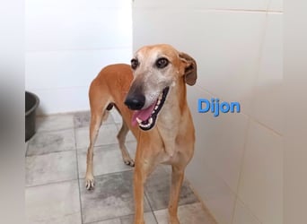 Dijon geb. 08/2023 (in Deutschland) - wunderschöner, umgänglicher Galgo!
