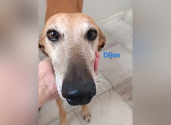 Dijon geb. 08/2023 (in Deutschland) - wunderschöner, umgänglicher Galgo!