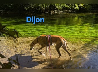 Dijon geb. 08/2023 (in Deutschland) - wunderschöner, umgänglicher Galgo!