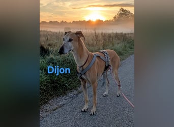 Dijon geb. 08/2023 (in Deutschland) - wunderschöner, umgänglicher Galgo!