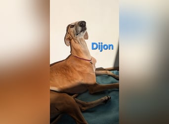 Dijon geb. 08/2023 (in Deutschland) - wunderschöner, umgänglicher Galgo!