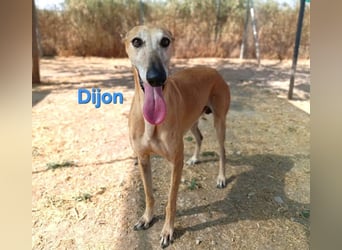 Dijon geb. 08/2023 (in Deutschland) - wunderschöner, umgänglicher Galgo!