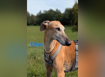 Dijon geb. 08/2023 (in Deutschland) - wunderschöner, umgänglicher Galgo!