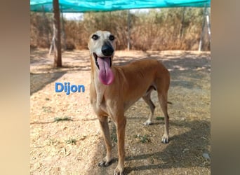 Dijon geb. 08/2023 (in Deutschland) - wunderschöner, umgänglicher Galgo!