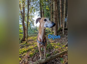 Dijon geb. 08/2023 (in Deutschland) - wunderschöner, umgänglicher Galgo!