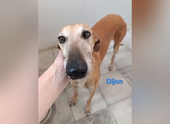 Dijon geb. 08/2023 (in Deutschland) - wunderschöner, umgänglicher Galgo!