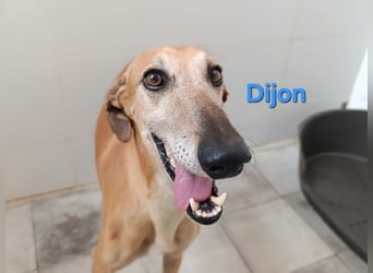 Dijon geb. 08/2023 (in Deutschland) - wunderschöner, umgänglicher Galgo!