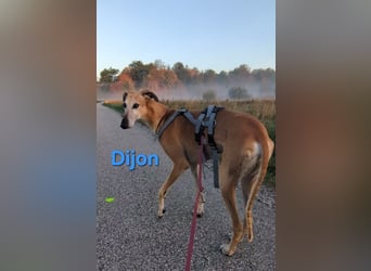 Dijon geb. 08/2023 (in Deutschland) - wunderschöner, umgänglicher Galgo!
