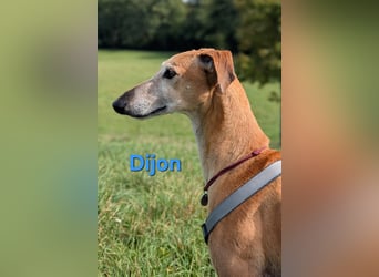 Dijon geb. 08/2023 (in Deutschland) - wunderschöner, umgänglicher Galgo!