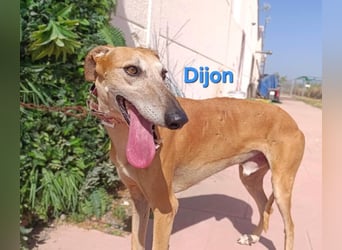 Dijon geb. 08/2023 (in Deutschland) - wunderschöner, umgänglicher Galgo!