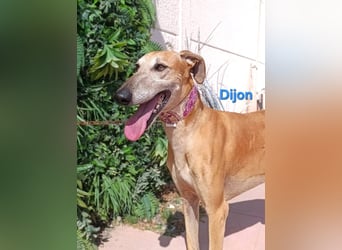 Dijon geb. 08/2023 (in Deutschland) - wunderschöner, umgänglicher Galgo!