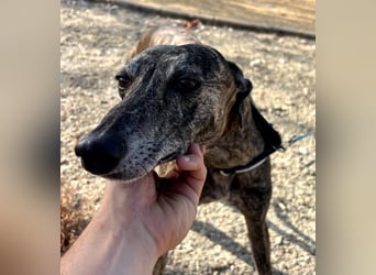 Golfo (TO) freude pur