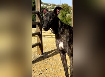 Candela (TO) Freude pur