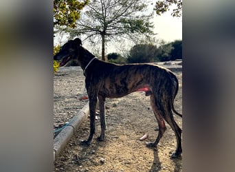 Golfo (TO) freude pur