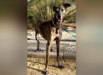 Golfo (TO) freude pur