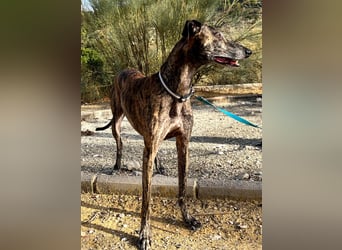 Golfo (TO) freude pur