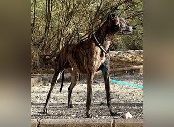 Golfo (TO) freude pur