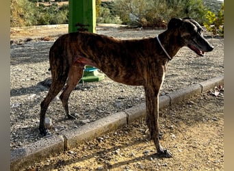 Golfo (TO) freude pur