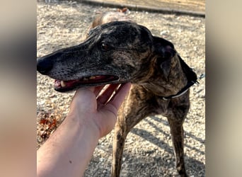 Golfo (TO) freude pur