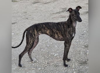 Candela (TO) Freude pur