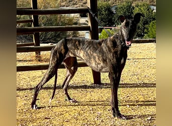 Candela (TO) Freude pur