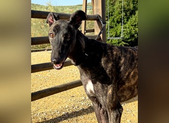 Candela (TO) Freude pur