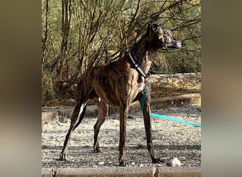 Golfo (TO) freude pur