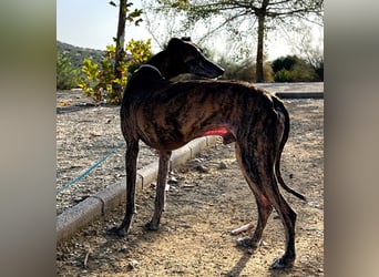 Golfo (TO) freude pur