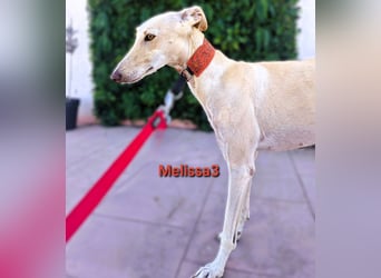 Melissa3 geb. 06/2022 (in Deutschland) - wunderschöne, sensible Galga!