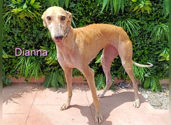 Dianna geb. 06/2022 (in Deutschland) - verschmuste und ausgeglichene Galga!