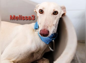 Melissa3 geb. 06/2022 (in Deutschland) - wunderschöne, sensible Galga!