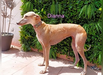 Dianna geb. 06/2022 (in Deutschland) - verschmuste und ausgeglichene Galga!