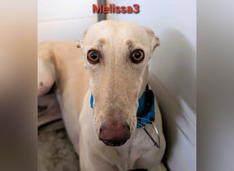 Melissa3 geb. 06/2022 (in Deutschland) - wunderschöne, zurückhaltende Galga!