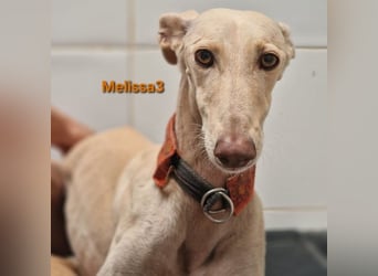 Melissa3 geb. 06/2022 (in Deutschland) - wunderschöne, sensible Galga!