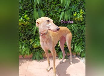 Dianna geb. 06/2022 (in Deutschland) - verschmuste und ausgeglichene Galga!