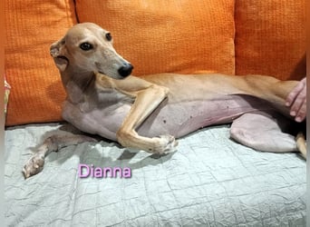 Dianna geb. 06/2022 (in Deutschland) - verschmuste und ausgeglichene Galga!
