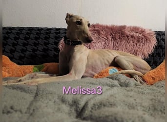 Melissa3 geb. 06/2022 (in Deutschland) - wunderschöne, sensible Galga!