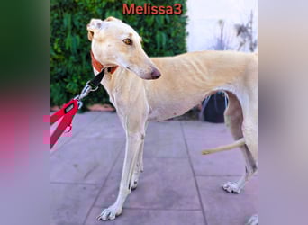 Melissa3 geb. 06/2022 (in Deutschland) - wunderschöne, zurückhaltende Galga!