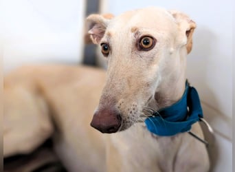 Melissa3 geb. 06/2022 (in Deutschland) - wunderschöne, zurückhaltende Galga!