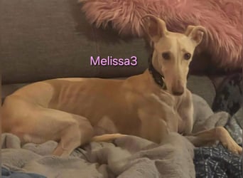 Melissa3 geb. 06/2022 (in Deutschland) - wunderschöne, sensible Galga!
