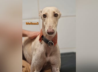 Melissa3 geb. 06/2022 (in Deutschland) - wunderschöne, zurückhaltende Galga!