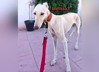 Melissa3 geb. 06/2022 (in Deutschland) - wunderschöne, zurückhaltende Galga!