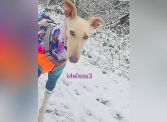 Melissa3 geb. 06/2022 (in Deutschland) - wunderschöne, sensible Galga!