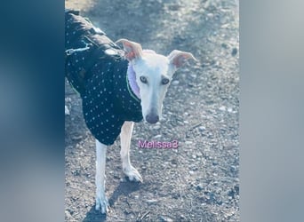Melissa3 geb. 06/2022 (in Deutschland) - wunderschöne, sensible Galga!